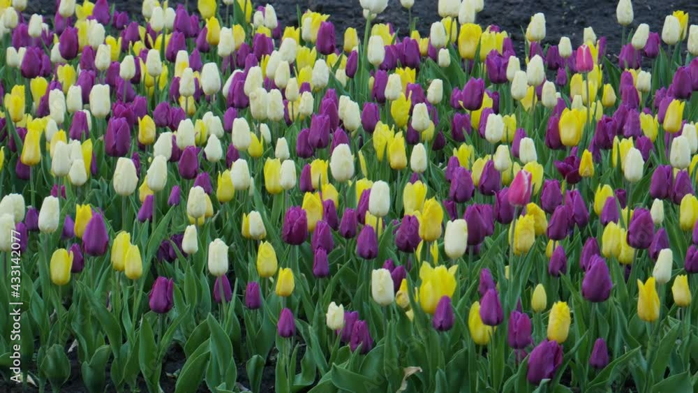 Tulips. First spring flowers. Multicolored blooming tulips. Field of multi-colored tulips. Blooming tulips. 4K Tulips. First spring flowers. Multicolored blooming tulips. Field of multi-colored tulips. Blooming tulips. 4K