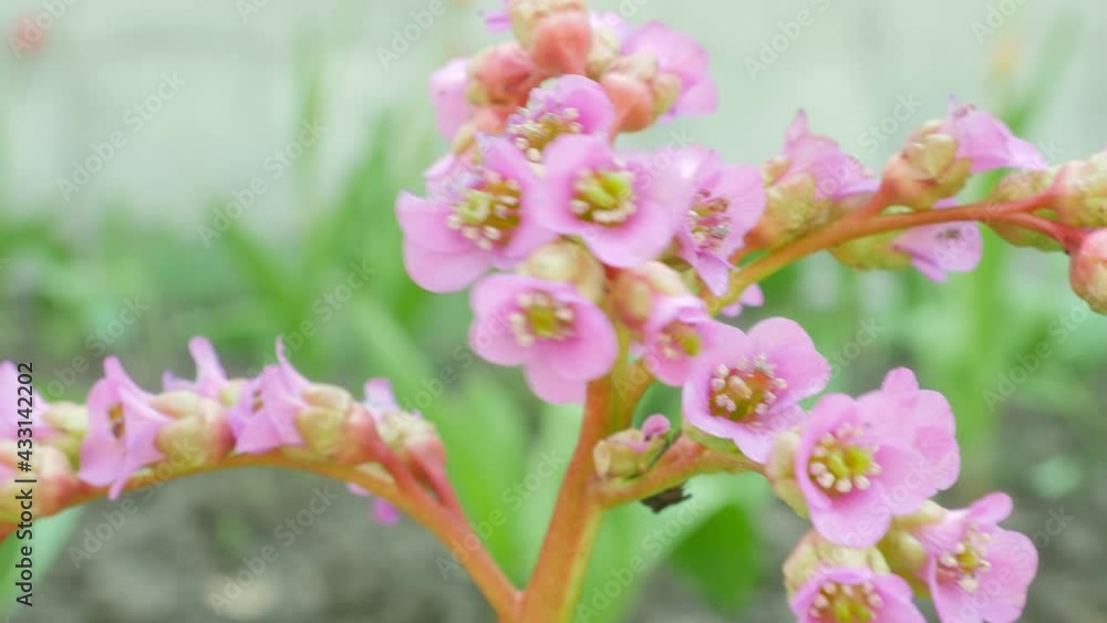 Spring flower in the garden. Blooming flowers. 4K Spring flower in the garden. Blooming flowers. 4K