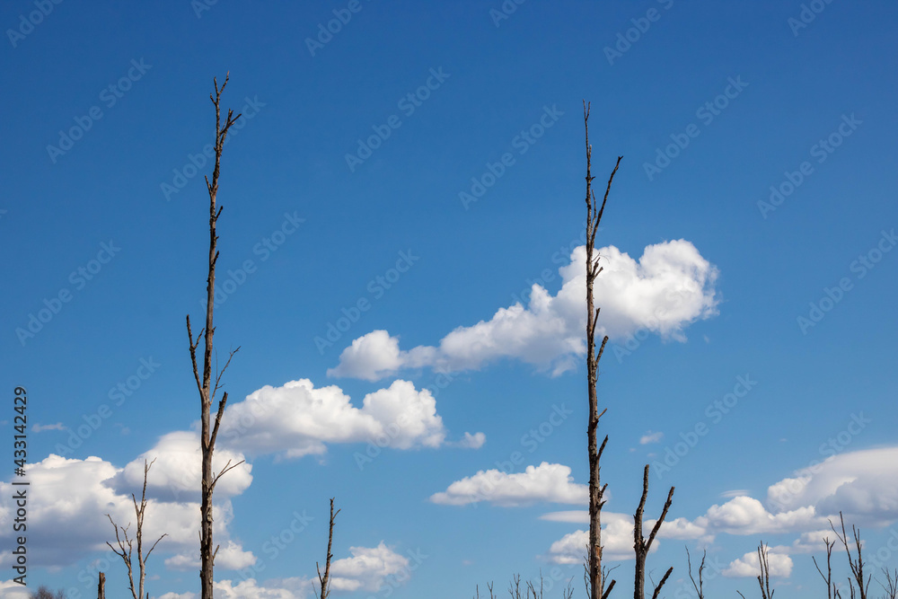 Fototapeta premium Two dry tree trunks against a blue sky with white clouds. Environmental concept