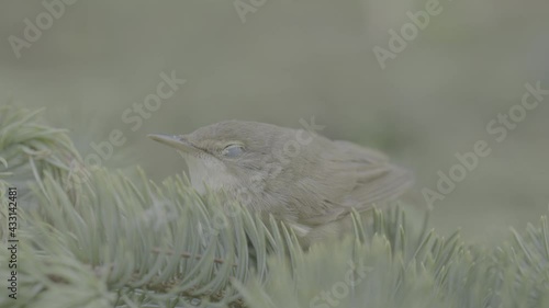 chick on a spruce branch