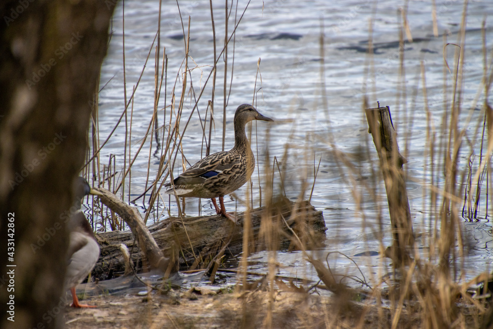 Ente am Wasser Ente am Wasser