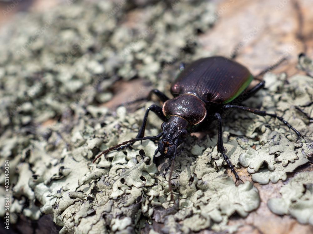 macro shot of black carabus glabratus on a grey stone macro shot of black carabus glabratus on a grey stone