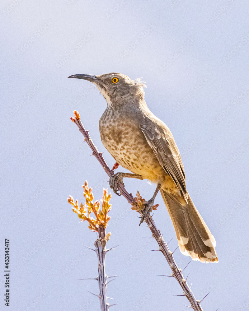 Fototapeta premium Curve-billed Thrasher on a Thorny Limb