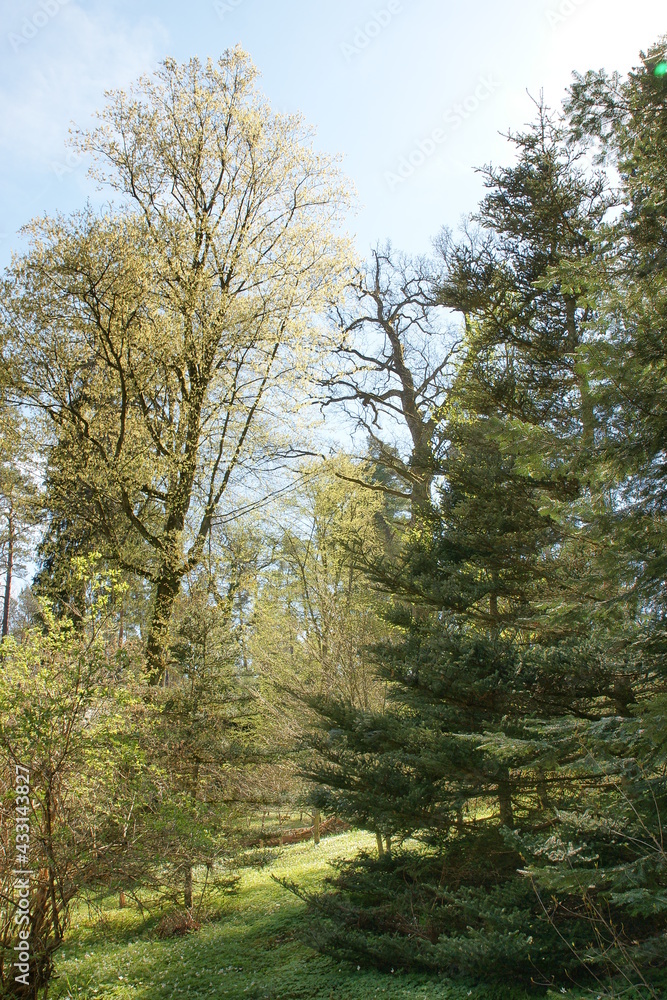 Las. Kudypy. Leśne Arboretum Warmii i Mazur im. Polskiego Towarzystwa Leśnego. Polska - Mazury - Warmia. Las. Kudypy. Leśne Arboretum Warmii i Mazur im. Polskiego Towarzystwa Leśnego. Polska - Mazury - Warmia.