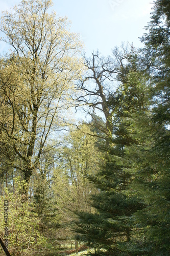 Las. Kudypy. Leśne Arboretum Warmii i Mazur im. Polskiego Towarzystwa Leśnego. Polska - Mazury - Warmia - Olsztyn.