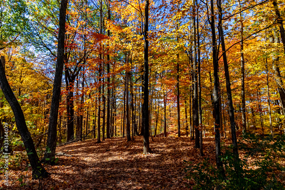 Obraz premium Fall lights and shades inside a wooded area, Central Canada, ON, Canada