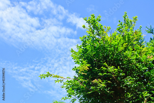 green tree and blue sky