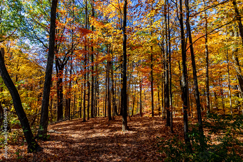 Fall lights and shades inside a wooded area, Central Canada, ON, Canada