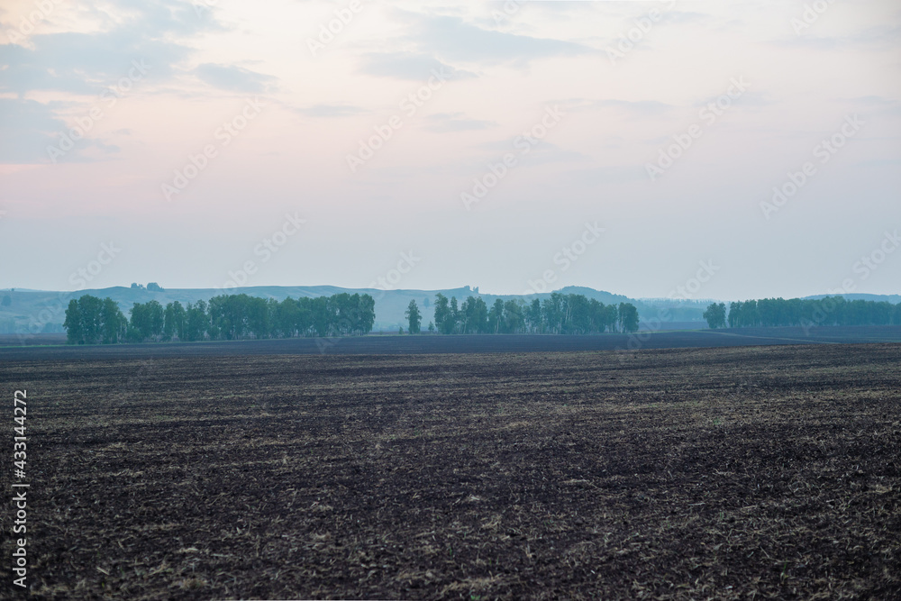Field and forest in the evening haze (fog).