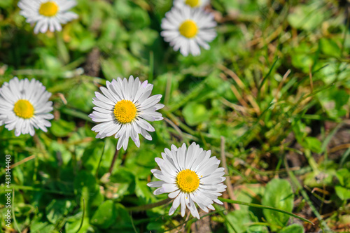 Beautiful daisy flowers covered by green grass on flood plain  longoz ormani  forest in karacabey Bursa during sunny day.