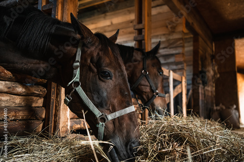 Close-up portrait of two brown horses in a wooden stable, natural light © Anna Kosolapova