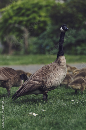 Proud Canadian Goose stands tall to watch over its gooselings  photo