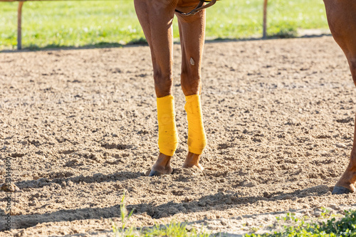 The front legs of a race horse standing on a track with yellow leg wraps.
