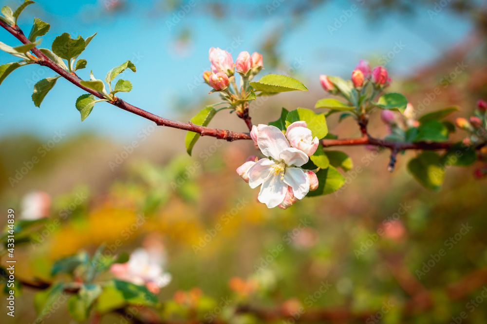 Obraz premium Blooming apple tree in early spring.