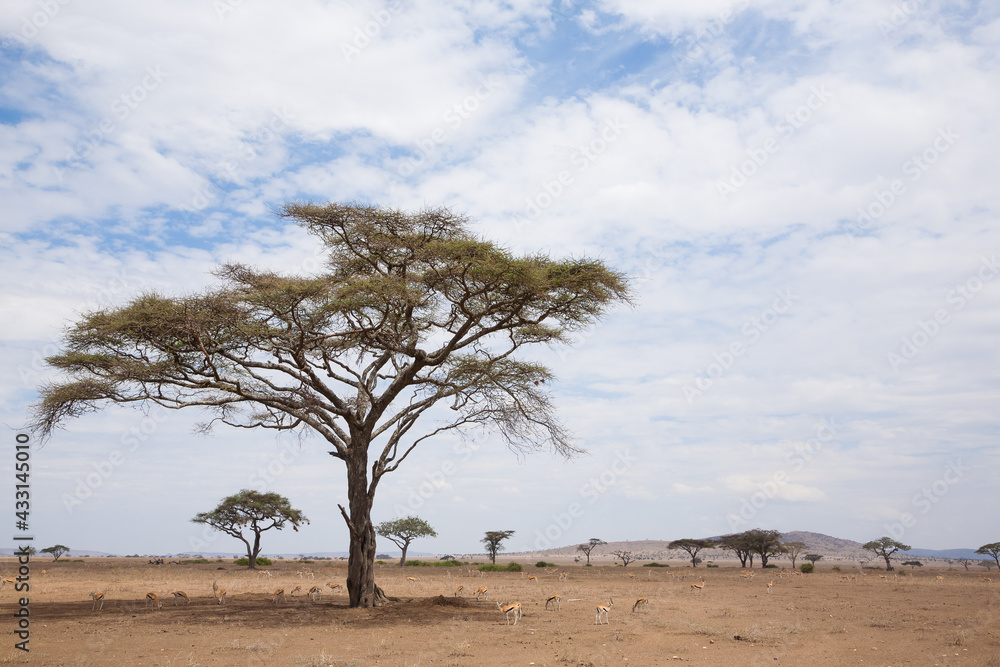 Serengeti National Park landscape, Tanzania, Africa - obrazy, fototapety, plakaty 