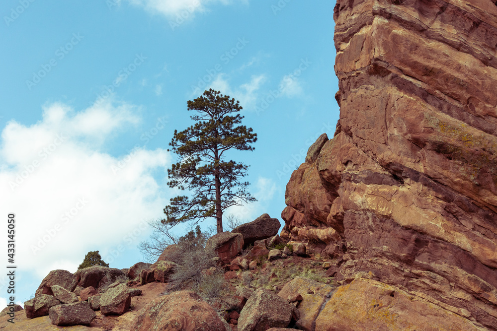 red rock cliff, lone pine tree, 