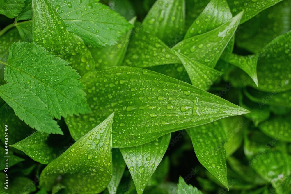 natural texture of large wet green plant leaves in water drops natural texture of large wet green plant leaves in water drops
