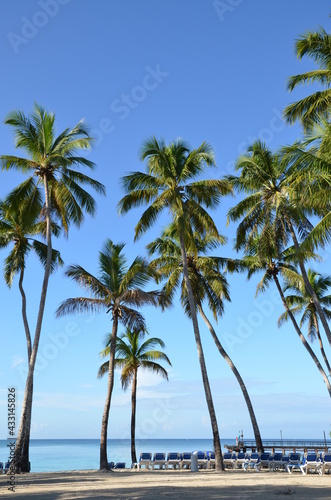 palm trees on the beach © vlaaxt