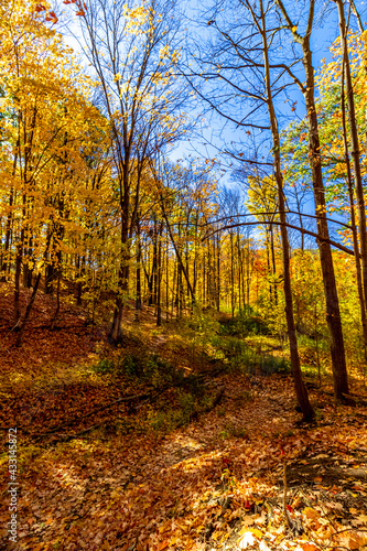 Row of maple trees turned gold dominate the scene  Central Canada  ON  Canada
