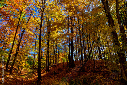 Deep inside a forest during the Fall, with the yellow charm, Central Canada, ON, Canada © Ravi