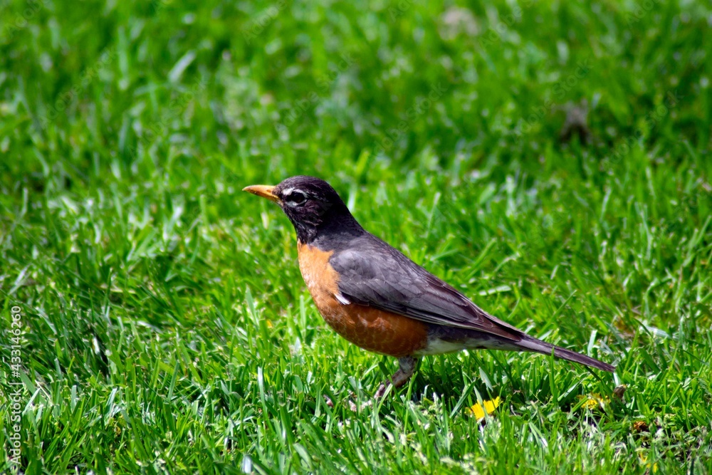 oriole bird on the grass oriole bird on the grass