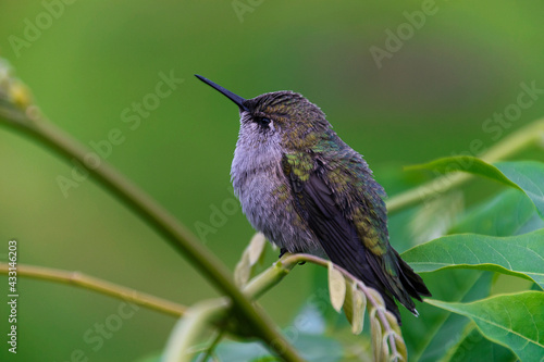 Closeup shot of a Haplophaedia on a branch photo