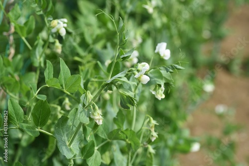 Snow pea cultivation. Snow pea is a type of bean that can be eaten with pods.