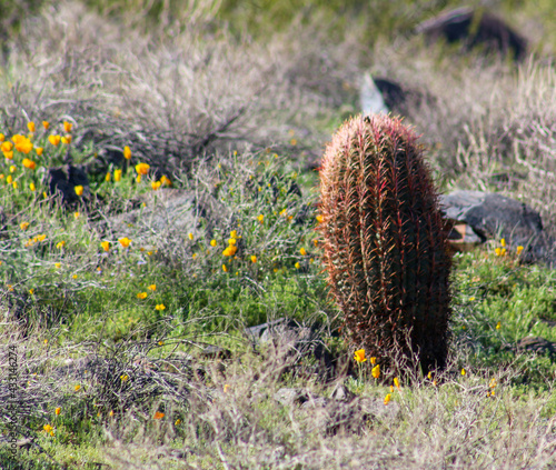 cactus in the field © Nick