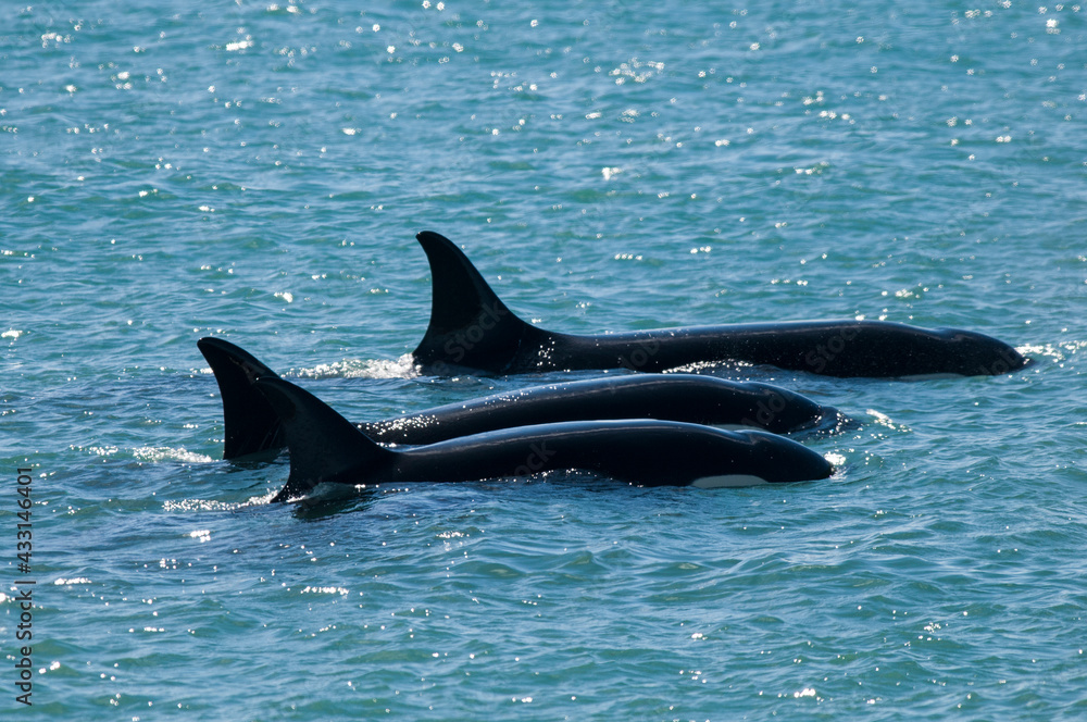Fototapeta premium Killer whale family patrolling the coast, Peninsula valdes, Patagonia Argentina