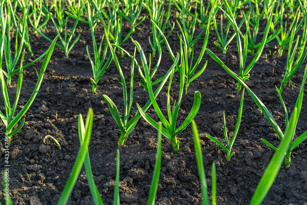 Young garlic growing in a bed with black soil close-up. Young garlic growing in a bed with black soil close-up.