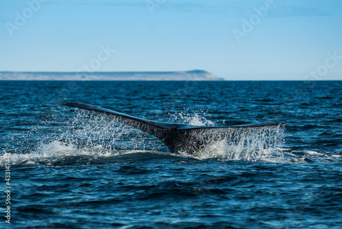 Sohutern right whale  lobtailing, endangered species, Peninsula Valdes, Chubut Province, Unesco World Heritage Site,Patagonia,Argentina