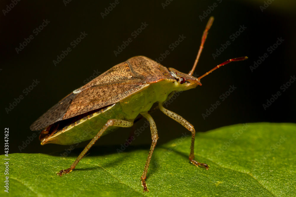 macro image of a southern green stink bug (nezara viridula) on a green leaf. It has brown autumn coloration. It is an economically important pest that feeds on crops such as beans and soybeans. macro image of a southern green stink bug (nezara viridula) on a green leaf. It has brown autumn coloration. It is an economically important pest that feeds on crops such as beans and soybeans.