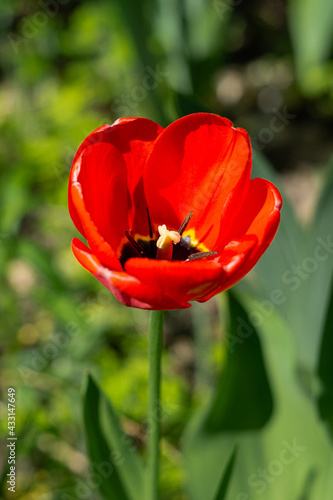 Piękny kwiat w ogrodzie, Polska, Toruń, Chełmża