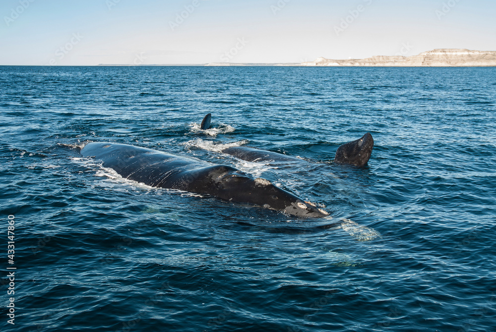 Sohutern right whales in the surface, endangered species, Patagonia,Argentina