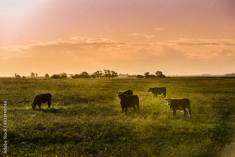 Cattle in Argentine countryside,La Pampa Province, Argentina. Cattle in Argentine countryside,La Pampa Province, Argentina.