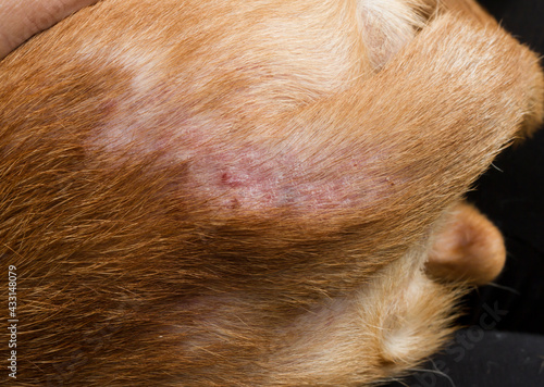 Severe allergic reactions to flea bites in dogs. bites on the stomach of a short-haired red dog. High quality photo