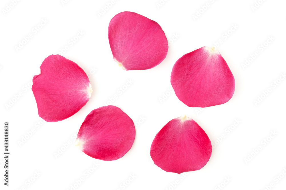 Beautiful pink rose petals isolated on white background. Selective focus.