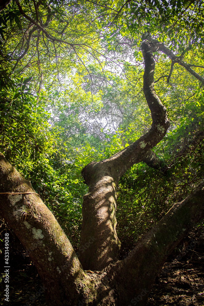 Fototapeta premium Tree in the woods.