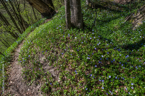 Fototapeta Naklejka Na Ścianę i Meble -  Spring forest with blooming periwinkle in the glades under old trees.