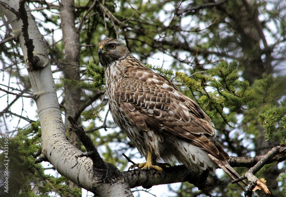 Juvenile Northern Goshawk (Accipiter gentilis) perched in Aspen Tree in Denali National Park Juvenile Northern Goshawk (Accipiter gentilis) perched in Aspen Tree in Denali National Park