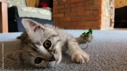 Little gray kitten playing with a toy on the carpet