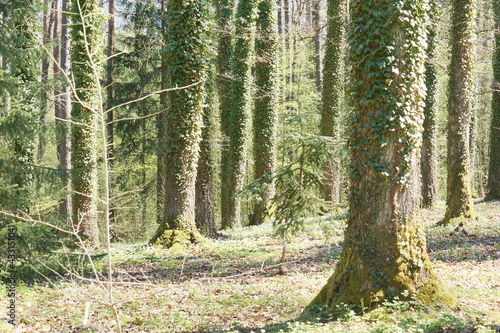 Fototapeta Naklejka Na Ścianę i Meble -  Las. Kudypy. Leśne Arboretum Warmii i Mazur im. Polskiego Towarzystwa Leśnego. Polska - Mazury - Warmia.