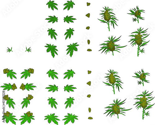 marijuana leaf, buds, colas, weed, green, vector design