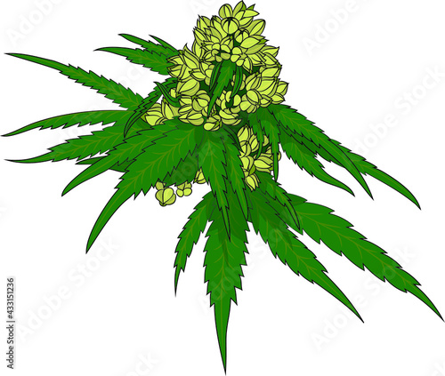 marijuana male flower, green, weed, vector design