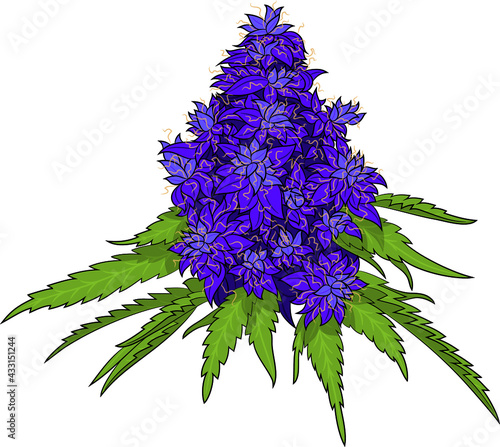marijuana female flower, purple, weed, vector design