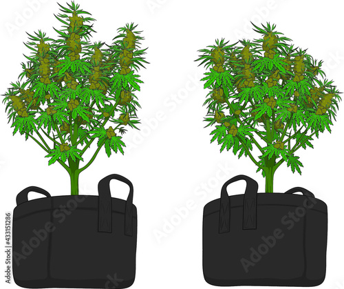 marijuana in pot, green, weed, vector design