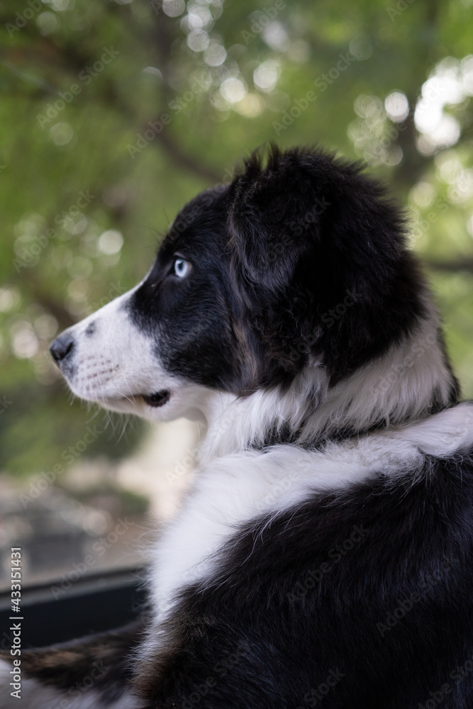 Profile of a puppy