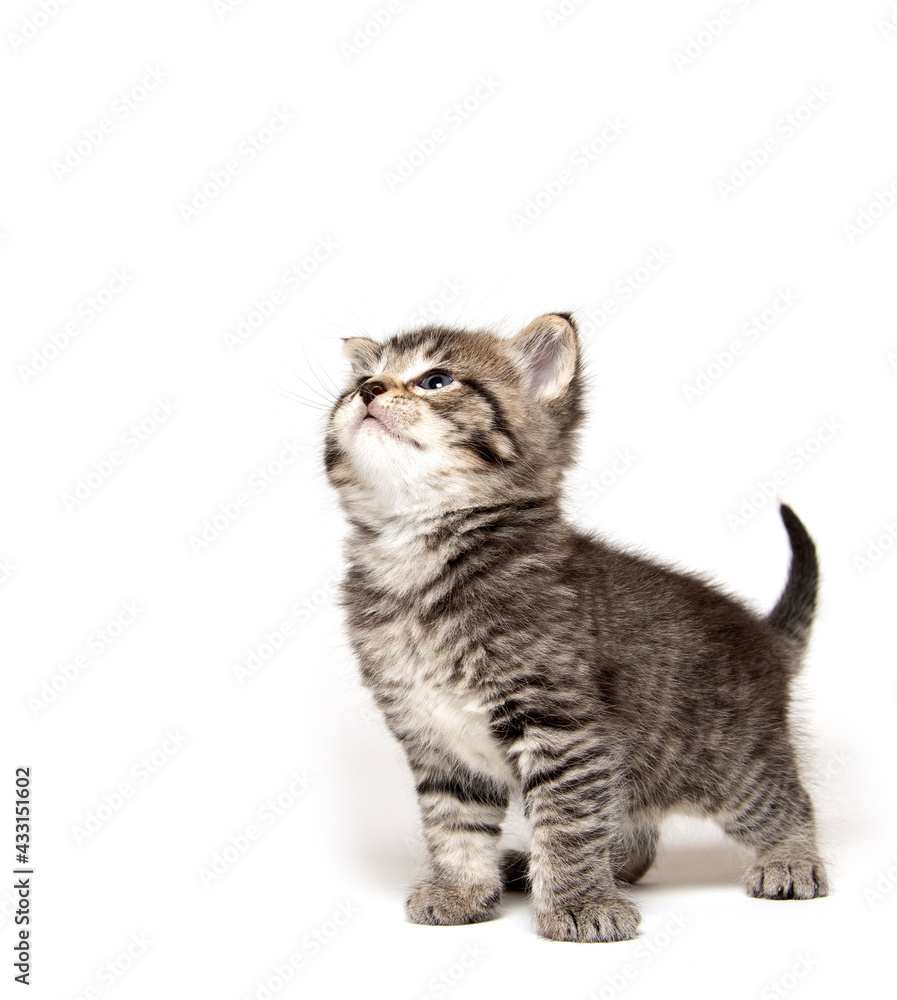 Obraz premium Cute tabby kitten on white
