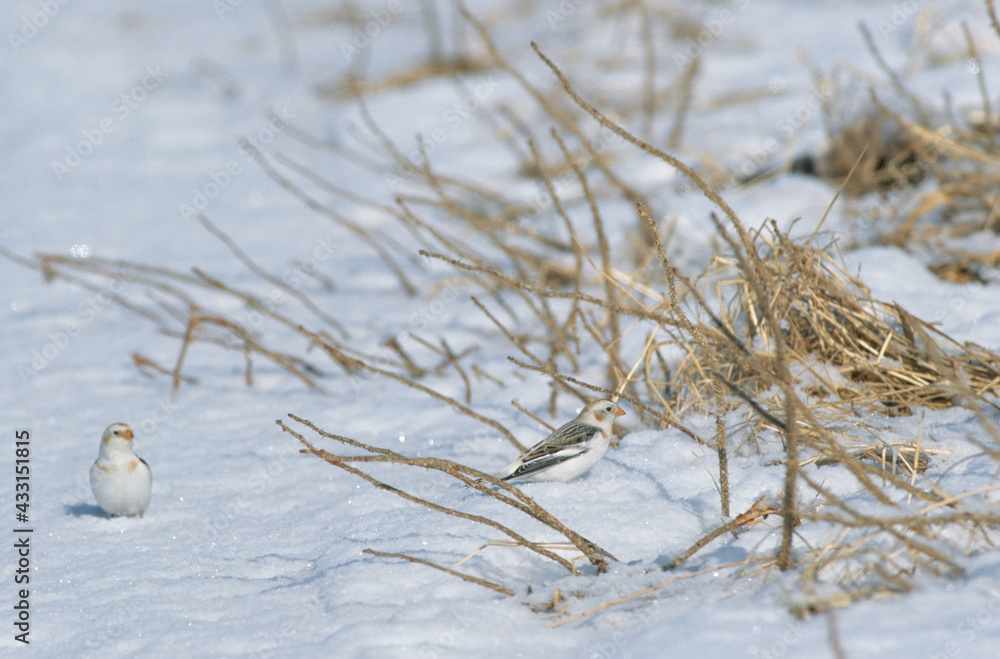 Obraz premium 雪上のユキホオジロ（北海道・野付半島） 