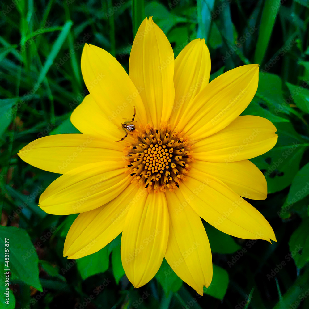 yellow flower yellow flower